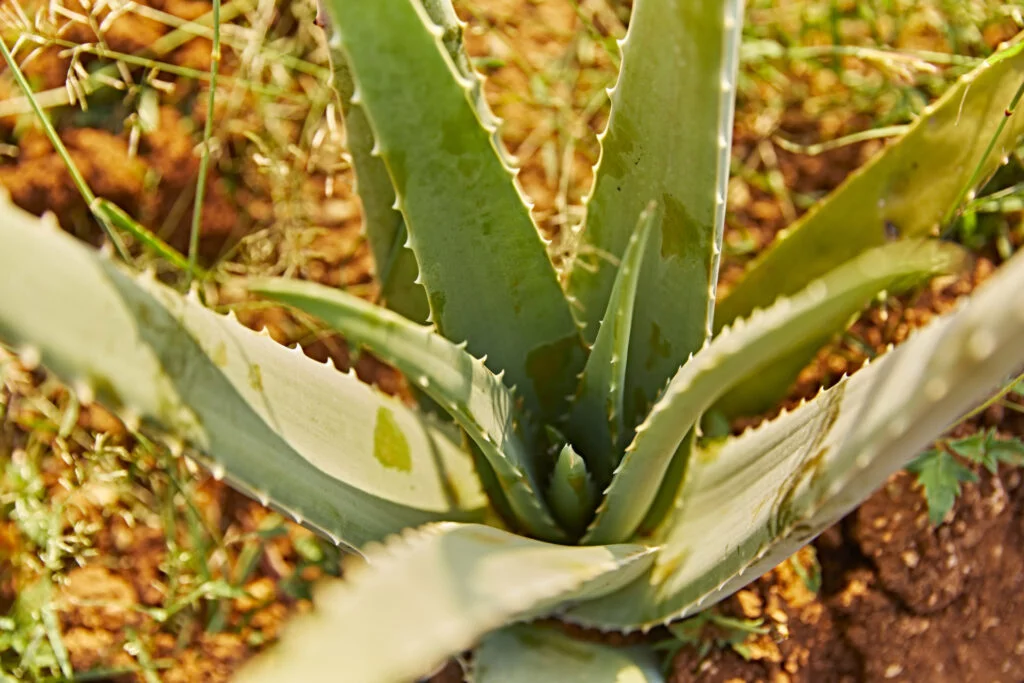 Forever Aloe Vera gel
