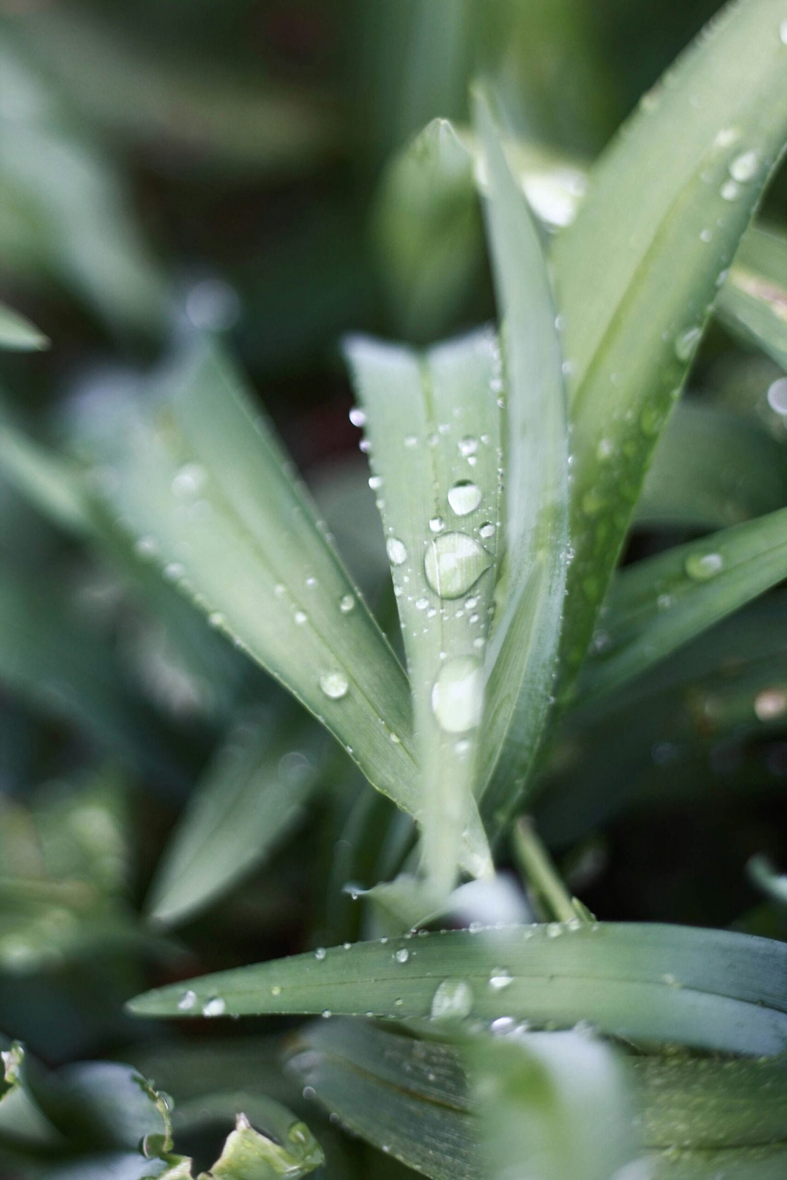 10 benefits of Forever Aloe Vera gel